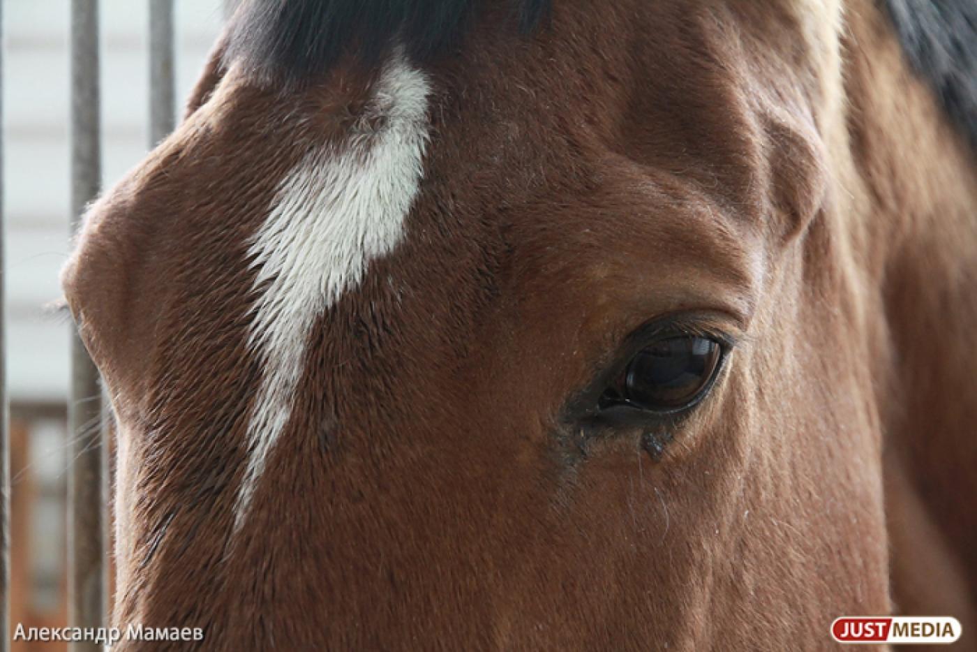 «А мне врач прописал иппотерапию…». VIP-ы верят в лечебную силу уральских лошадок и влюбляются в конный спорт - Фото 1