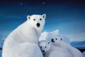 Хотите выиграть захватывающее путешествие в «Арктику» IMAX 3D?