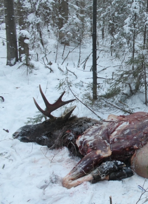 В Нижних Сергах задержали браконьера, который убил лося для новогоднего стола. ФОТО 18+ - Фото 2