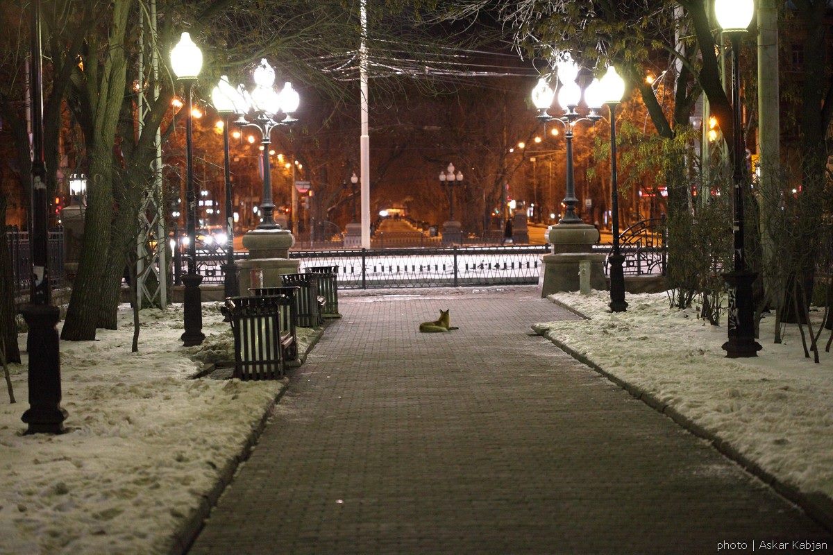 Ночью по центру Екатеринбурга бегала лиса - Фото 3