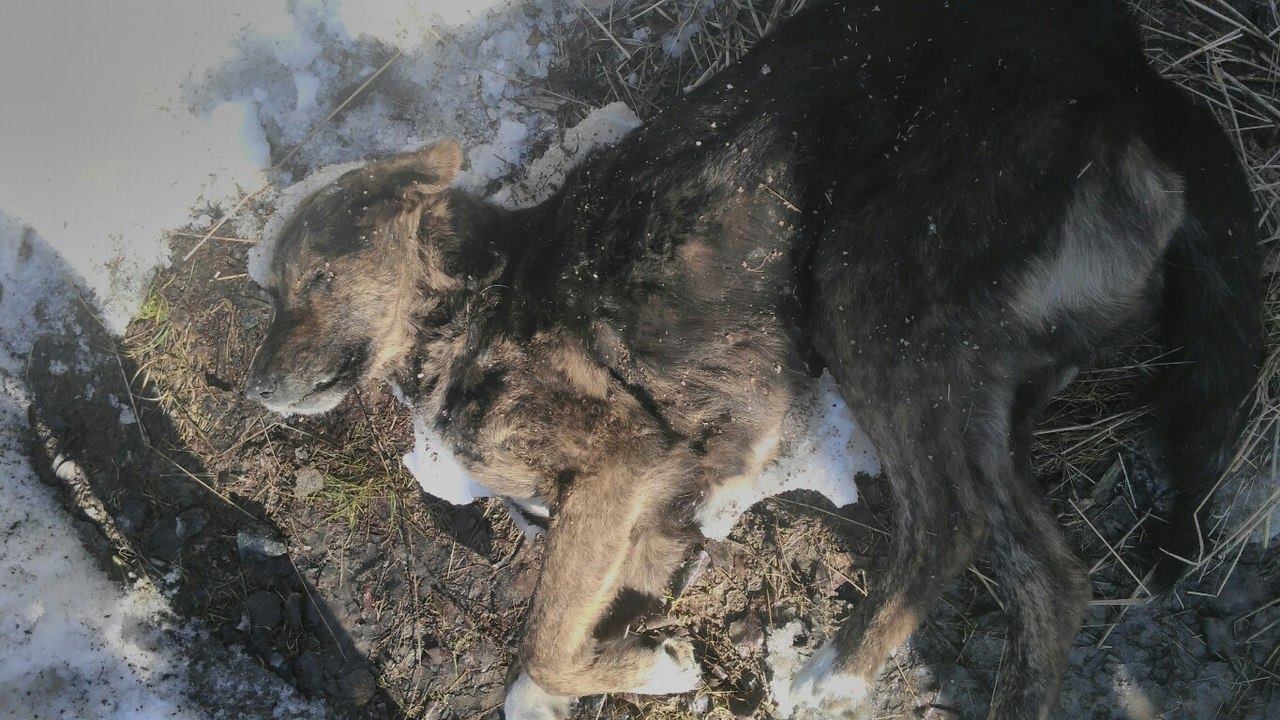 В Екатеринбурге обнаружена очередная свалка из трупов собак. ФОТО 18+ - Фото 2