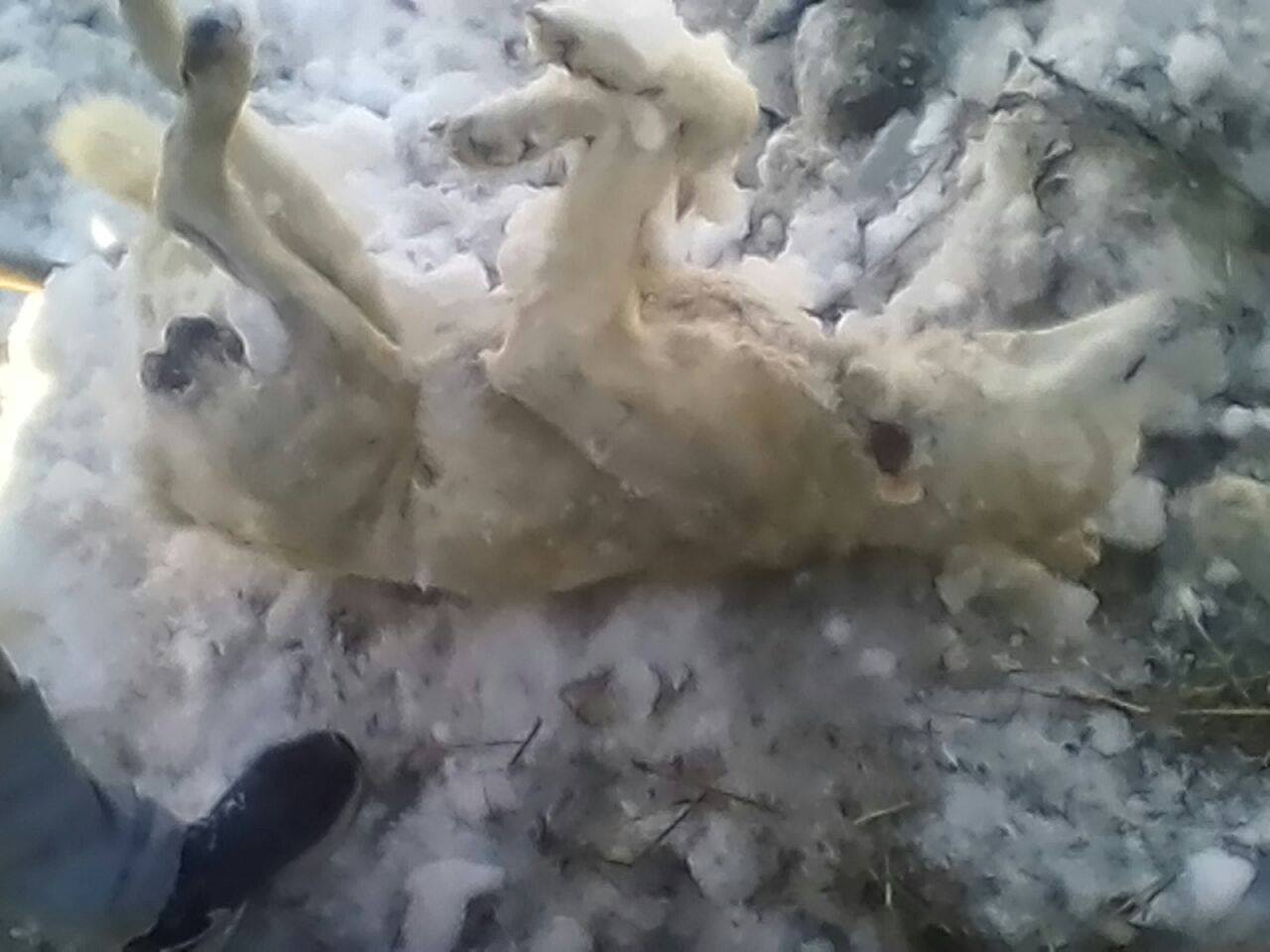 В Екатеринбурге обнаружена очередная свалка из трупов собак. ФОТО 18+ - Фото 3