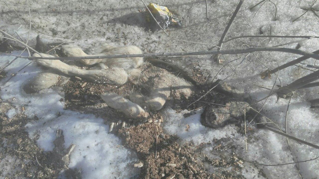 В Екатеринбурге обнаружена очередная свалка из трупов собак. ФОТО 18+ - Фото 4