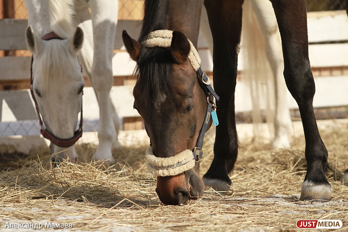 «А мне врач прописал иппотерапию…». VIP-ы верят в лечебную силу уральских лошадок и влюбляются в конный спорт - Фото 3