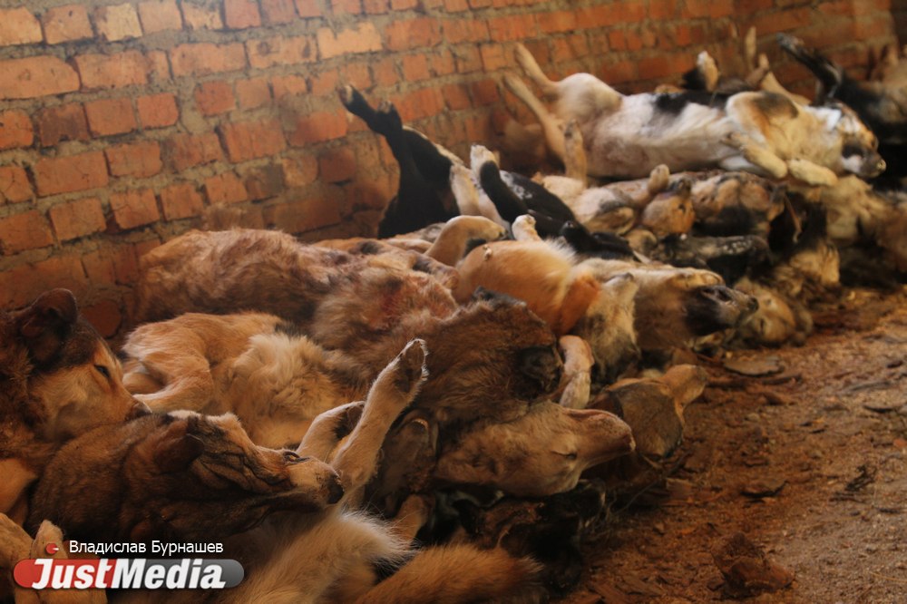 На трассе под Екатеринбургом найдены десятки тел мертвых собак. Зоозащитники обратились в прокуратуру - Фото 3