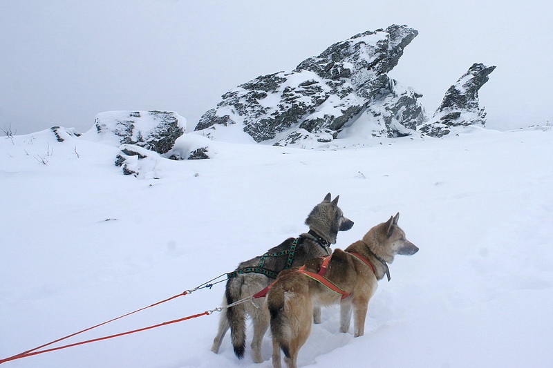 Уральские экстремалы покорили перевал Дятлова на собачьих упряжках - Фото 3