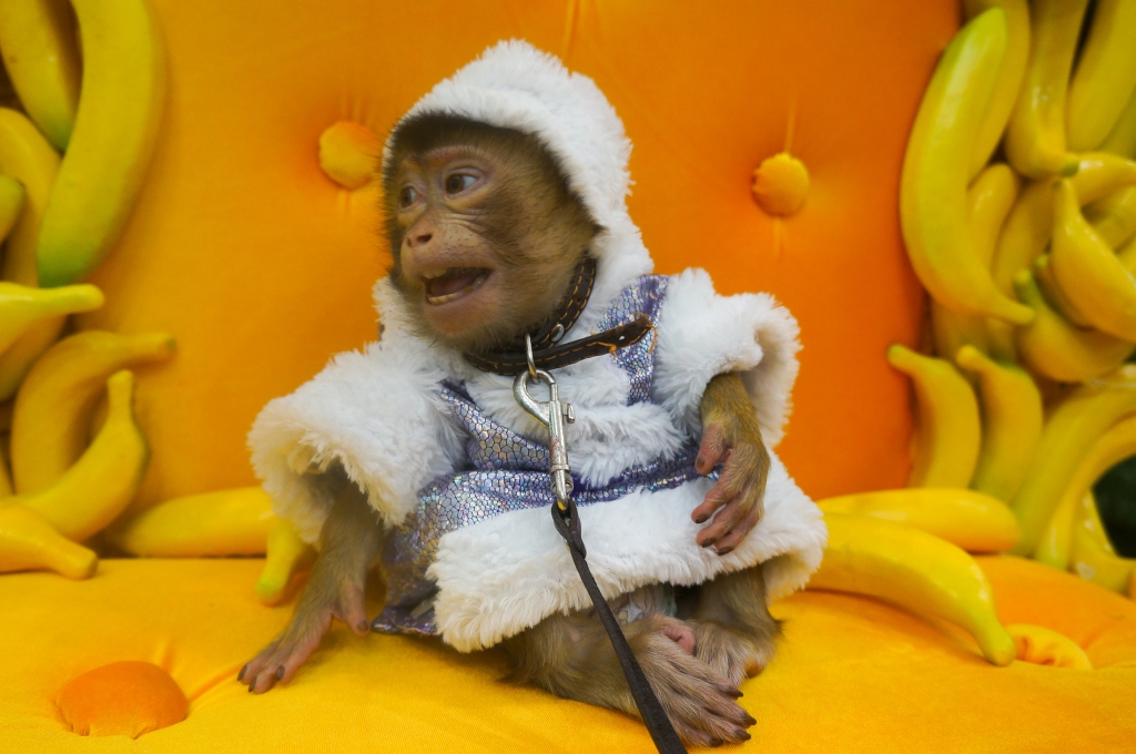 Селфи на банановом троне. В Екатеринбурге в преддверие года обезьяны появился необычный арт-объект - Фото 2