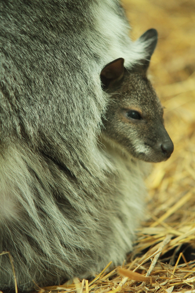 В Екатеринбургском зоопарке детеныш кенгуру Беннета показался из сумки - Фото 5