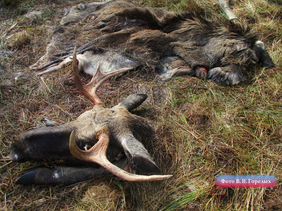 «Подумал, что лось». В Березовском охотник застрелил в лесу мужчину. ФОТО - Фото 4