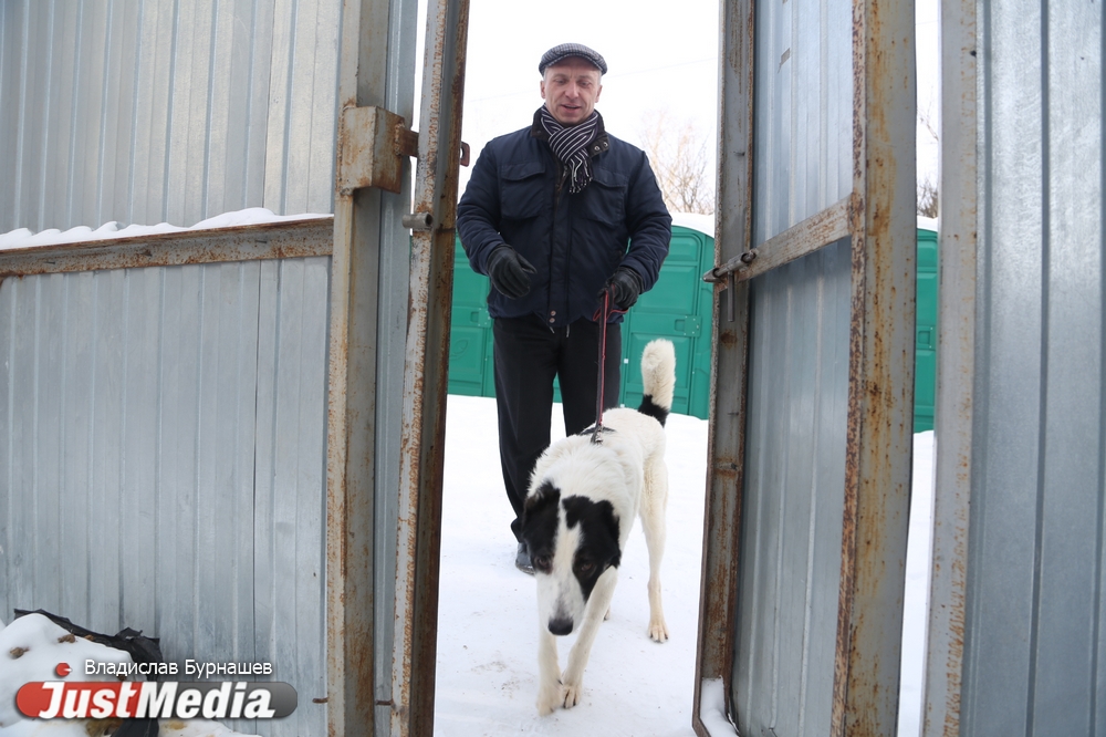 В Екатеринбурге устраивают тест-драйв бездомных собак, чтобы спасти им жизнь. СПЕЦПРОЕКТ - Фото 9