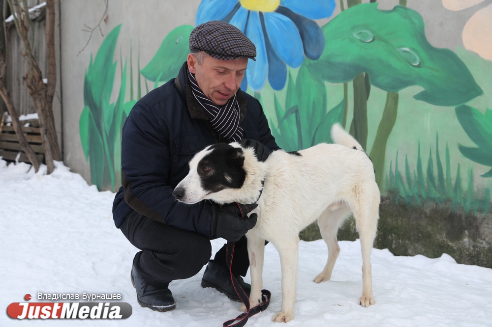 В Екатеринбурге устраивают тест-драйв бездомных собак, чтобы спасти им жизнь. СПЕЦПРОЕКТ - Фото 10