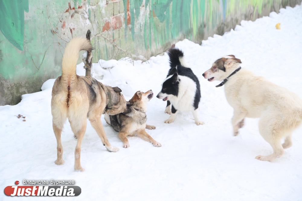 В Екатеринбурге устраивают тест-драйв бездомных собак, чтобы спасти им жизнь. СПЕЦПРОЕКТ - Фото 27