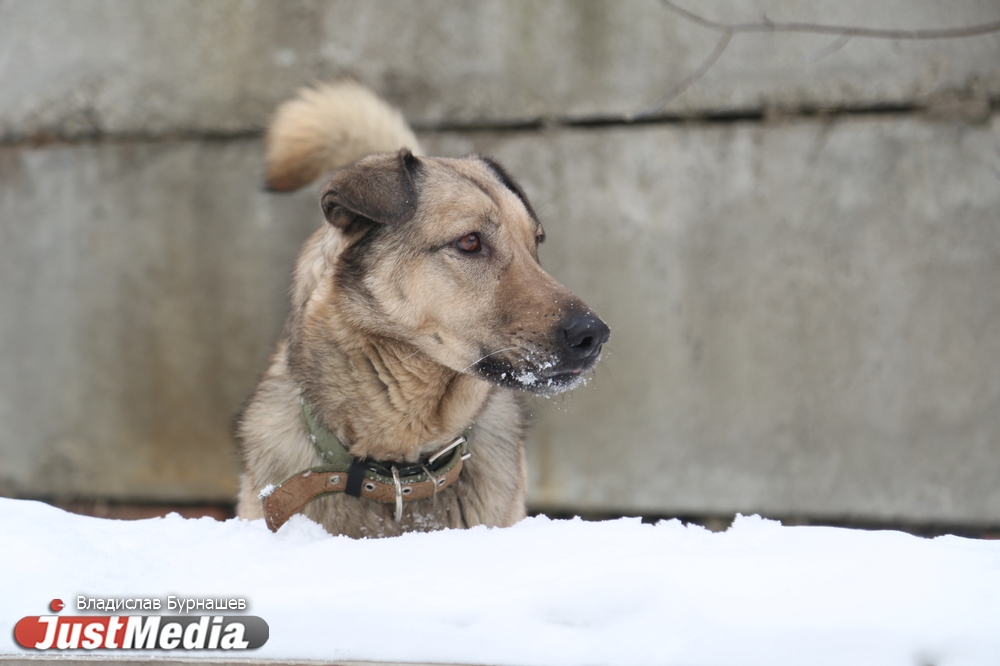 В Екатеринбурге устраивают тест-драйв бездомных собак, чтобы спасти им жизнь. СПЕЦПРОЕКТ - Фото 2