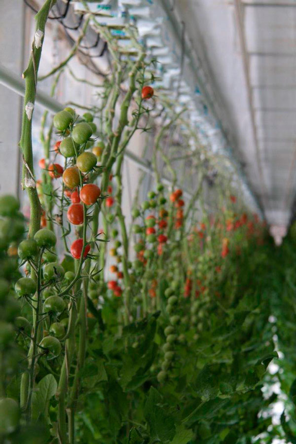 Первые уральские помидоры продегустируют на итальянский манер - Фото 2