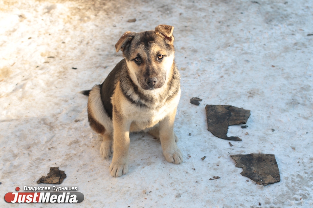 «Жалко собаку — бери ее домой». Зоозащитники VS подкармливатели бездомных животных - Фото 11