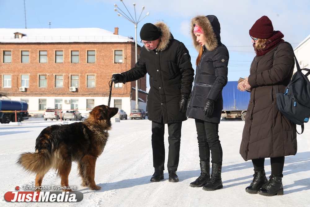 В Екатеринбурге устраивают тест-драйв бездомных собак, чтобы спасти им жизнь. СПЕЦПРОЕКТ - Фото 4