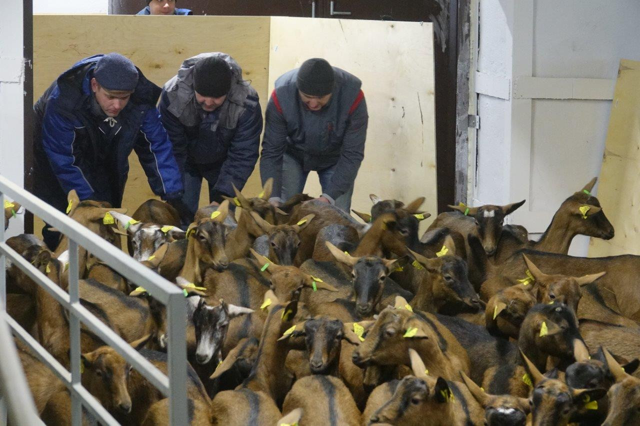 В новое хозяйство «УГМК-Агро» завезли стадо альпийских коз стоимостью 1 млн €. ФОТО, ВИДЕО, ИНФОГРАФИКА - Фото 3