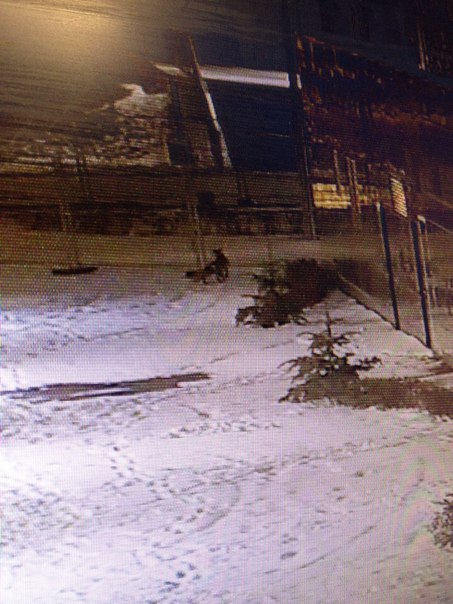 Ночью по центру Екатеринбурга бегала лиса - Фото 5