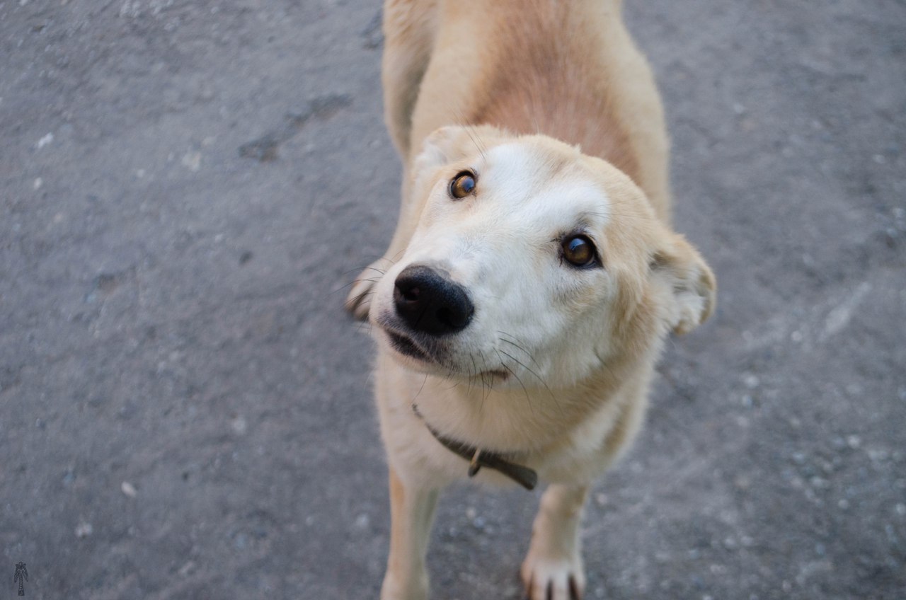 «В отличие от многих уличных четвероногих, она контактная и послушная». Молодая собака Элина ищет дом - Фото 7