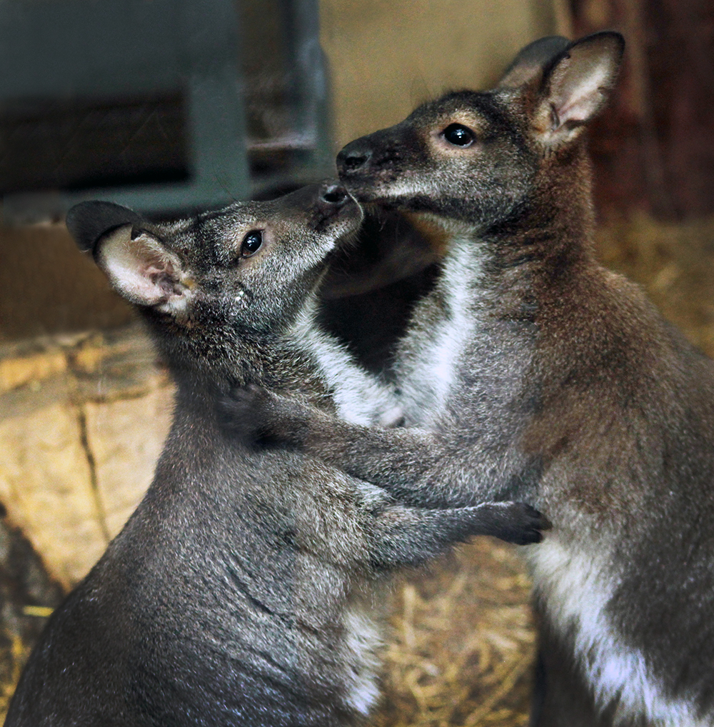 В Екатеринбургском зоопарке детеныш кенгуру Беннета показался из сумки - Фото 4