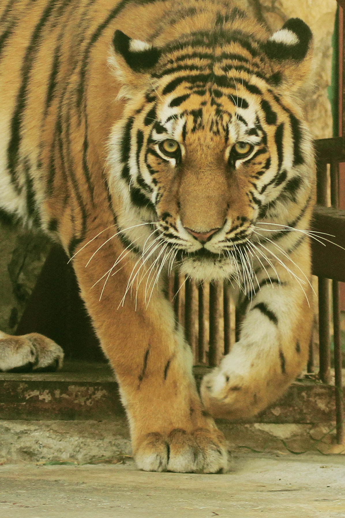 В Екатеринбургском зоопарке поселился амурский тигр. ФОТО - Фото 2