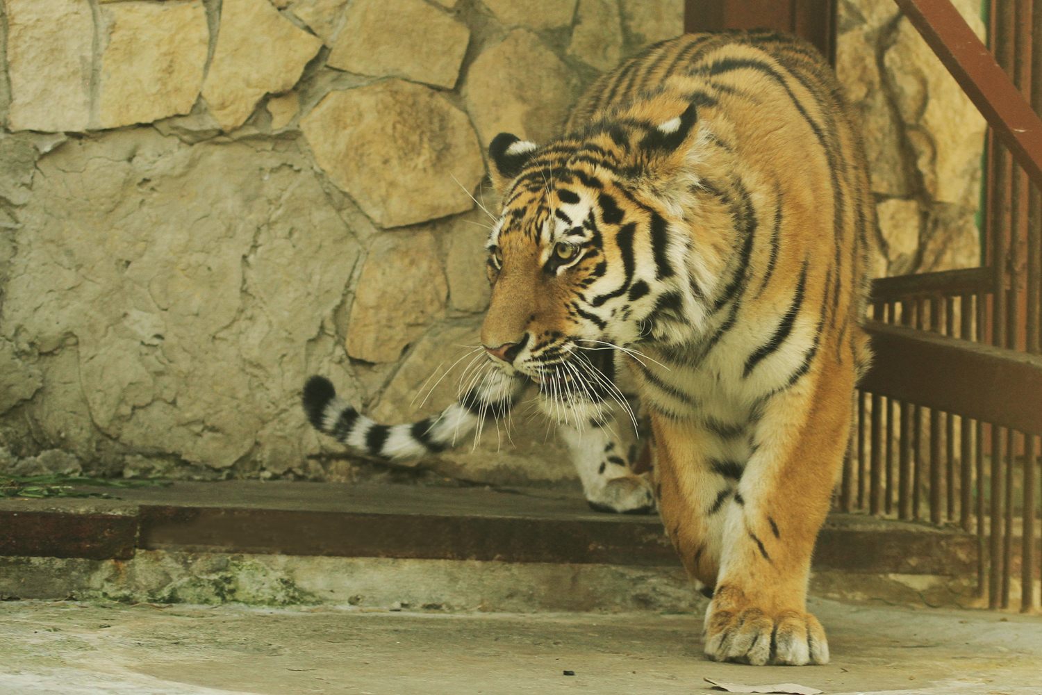 В Екатеринбургском зоопарке поселился амурский тигр. ФОТО - Фото 3