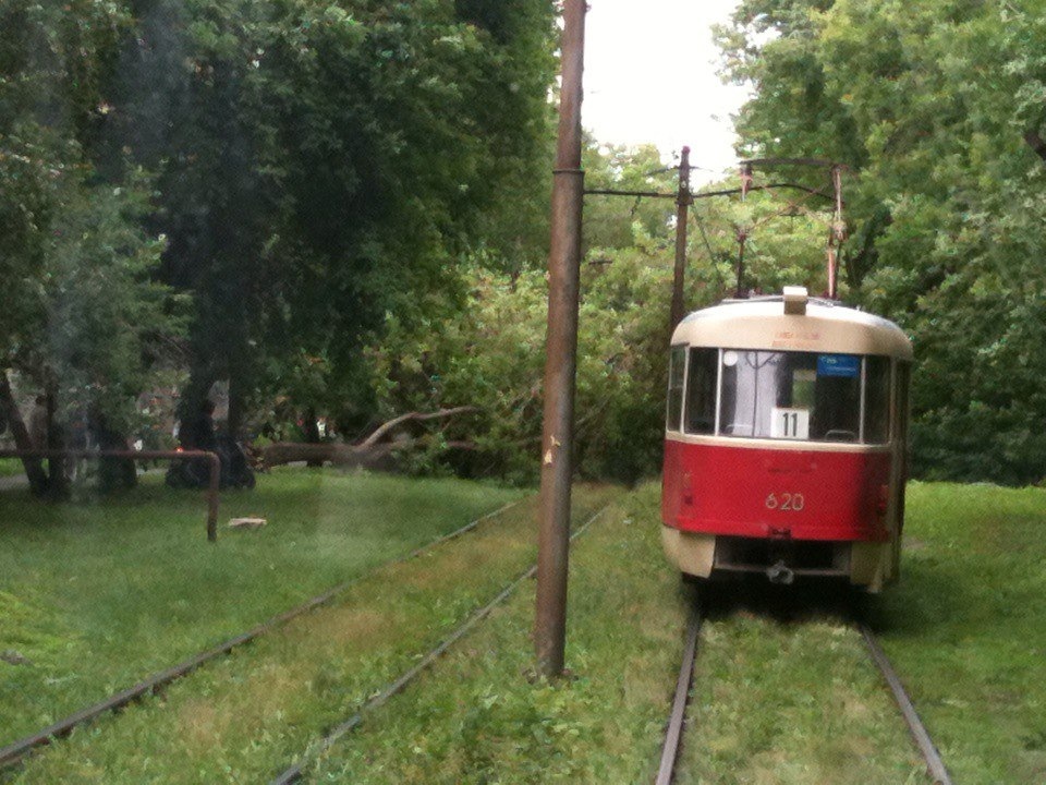 В Екатеринбурге упавшее дерево остановило  движение трамваев на ВИЗе - Фото 3