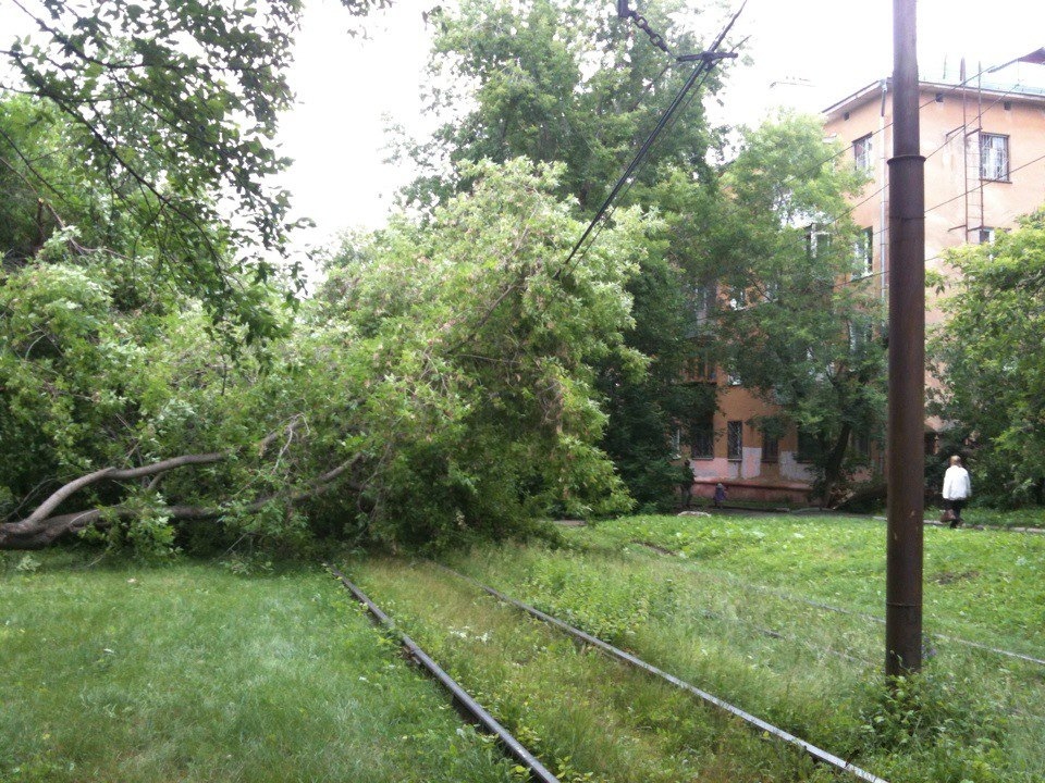В Екатеринбурге упавшее дерево остановило  движение трамваев на ВИЗе - Фото 2