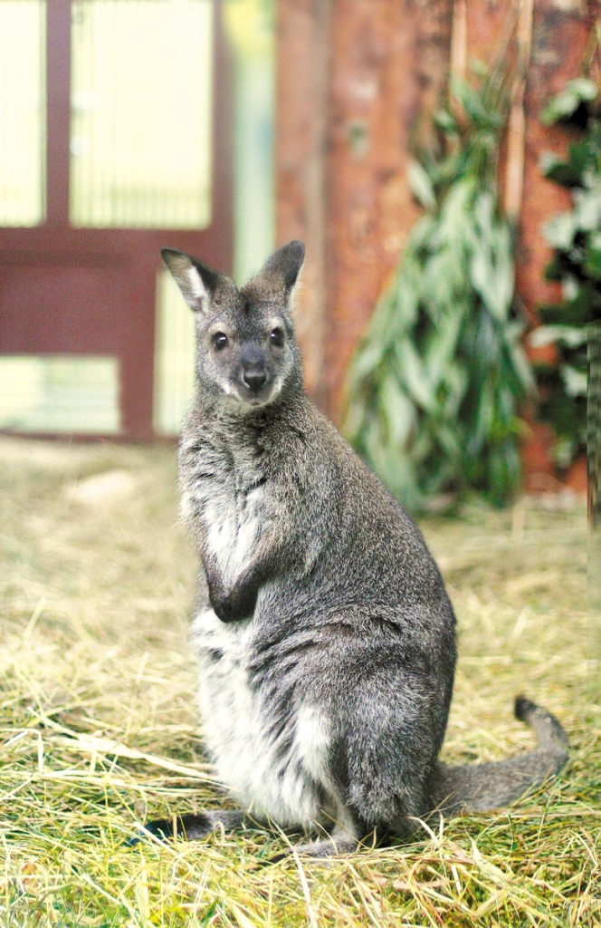 В Екатеринбургском зоопарке детеныш кенгуру Беннета показался из сумки - Фото 3