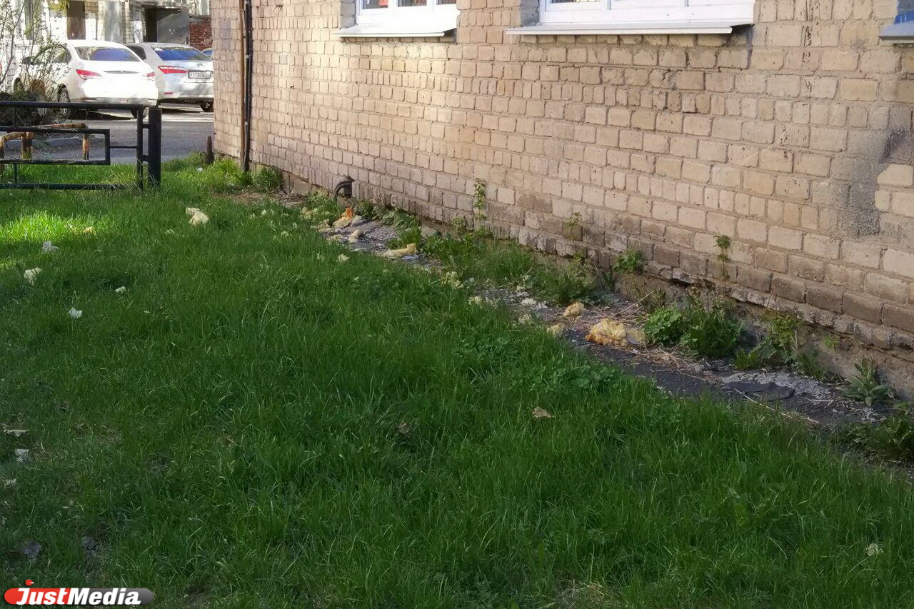 Жительница ВИЗа возмущена тем, что институт связи выбросил старую раму и строительный мусор на газон - Фото 3