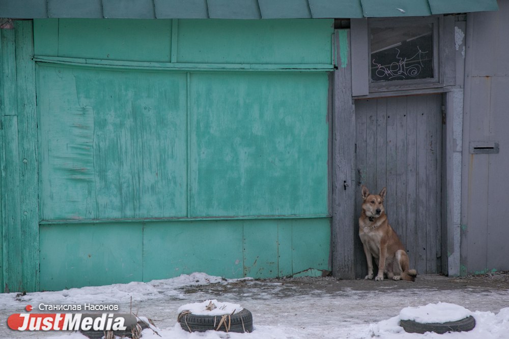 «Сердца совсем нет, что ли? Нелюди!»: как в день защиты домашних животных «Спецавтобаза» «подстрелила» ухоженную собаку с ошейником - Фото 8