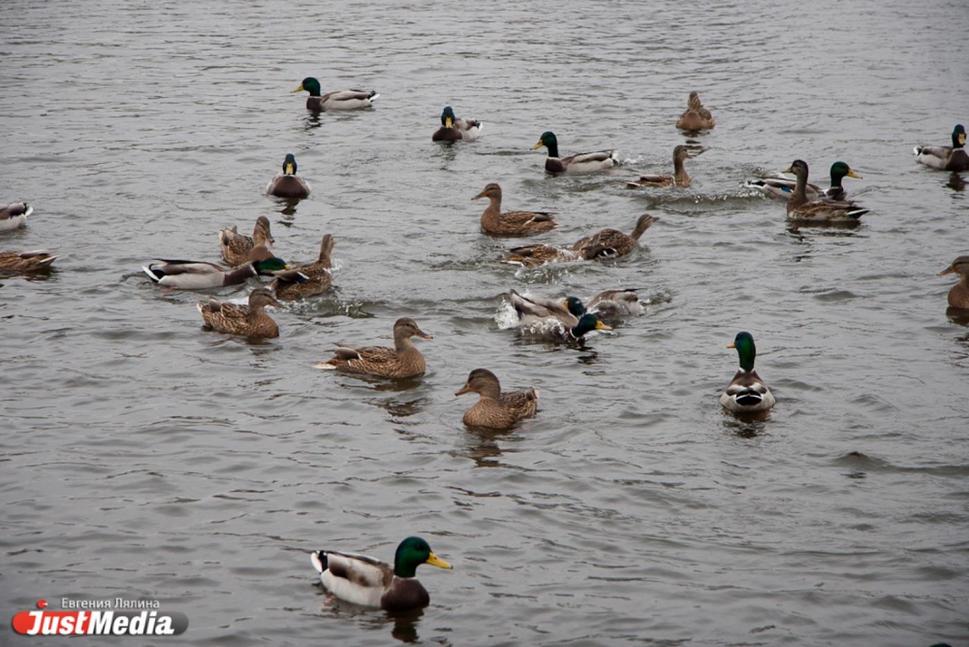 Огромные стаи уток на городском пруду радуют горожан и ученых - Фото 1