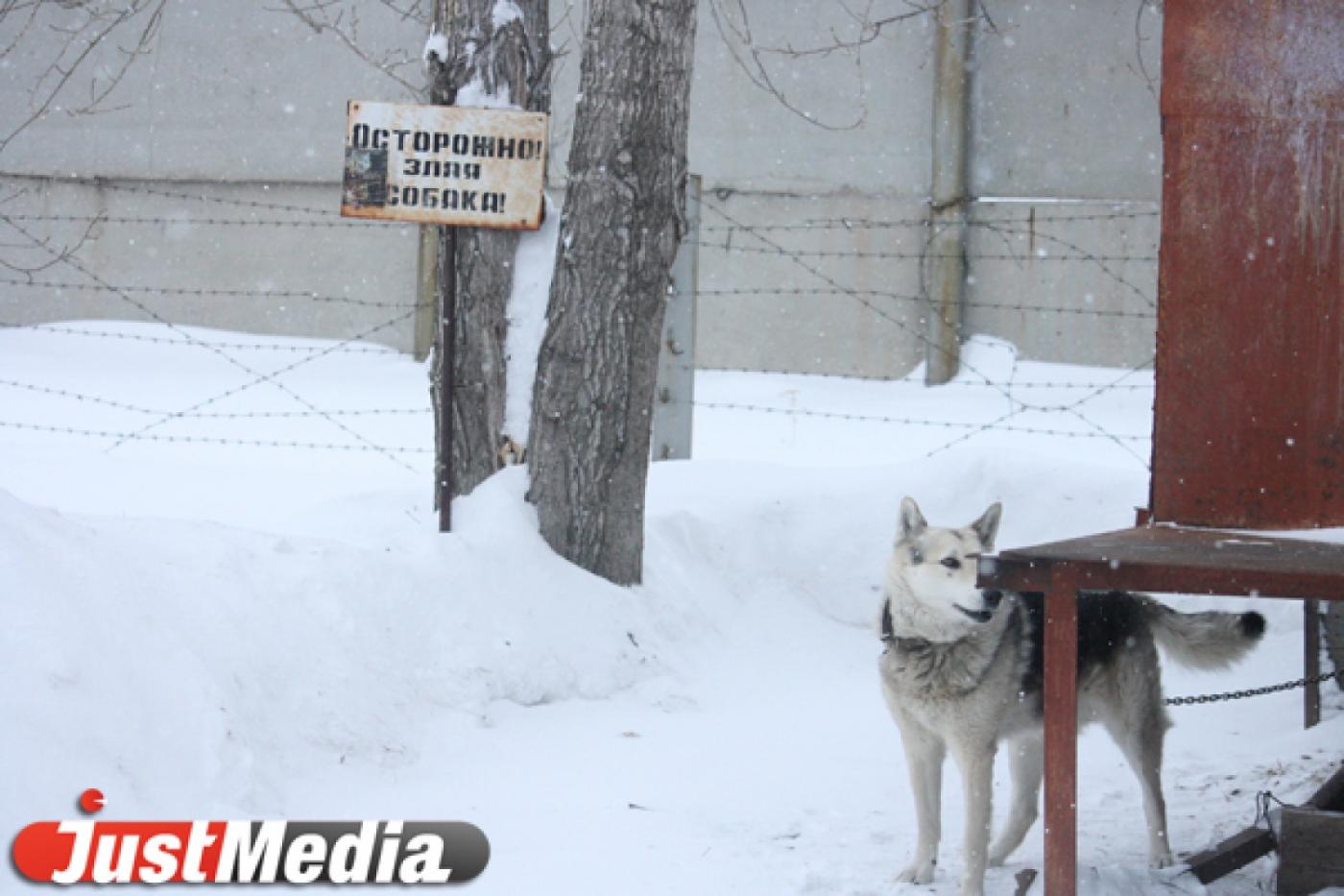 В школьном дворе на Краснолесье неизвестные разбросали кости с ядом - Фото 1