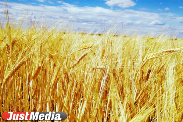 В Свердловской области урожайность снизилась на 20-25%. Виновата засуха - Фото 1