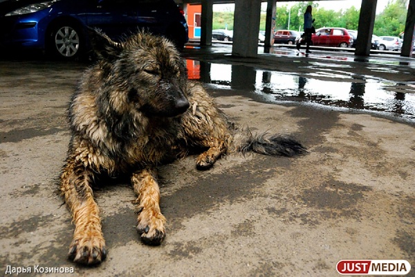   Внимание! В Екатеринбурге открылся сезон падений собак в открытые люки - Фото 1