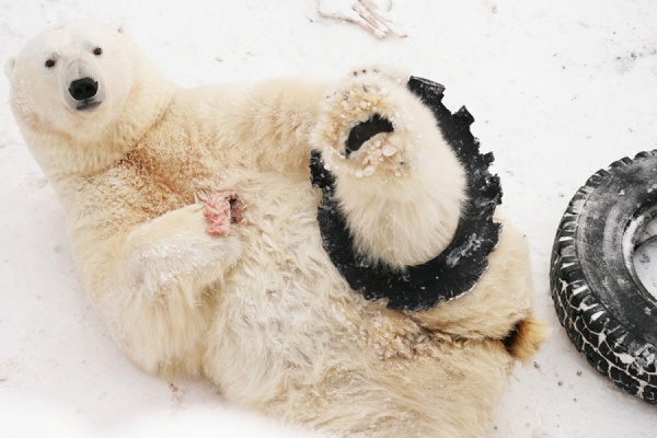 В Екатеринбургском зоопарке пройдет праздник в честь белого медведя Умки - Фото 1