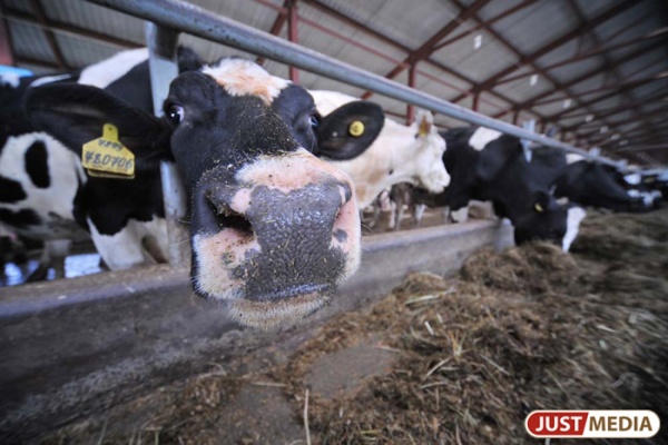 Свердловские молоко и мясо дороже европейской продукции из-за неэкономного производства - Фото 1