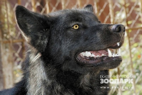 Черный волк Зевс стал самым мужественным животным Екатеринбурга - Фото 1