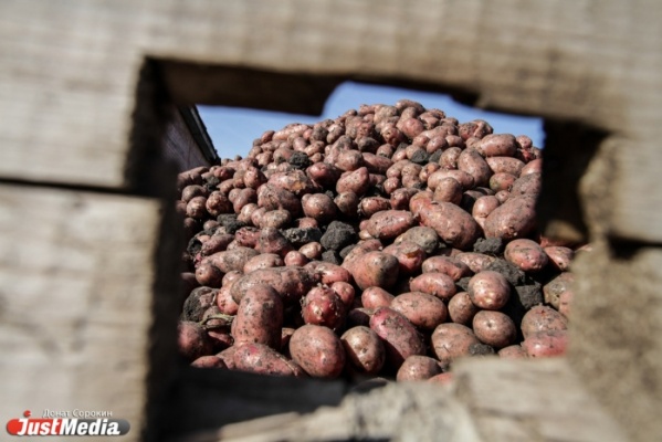 Завтра у ДИВСа пройдет специализированная сельхозярмарка – картофельная - Фото 1