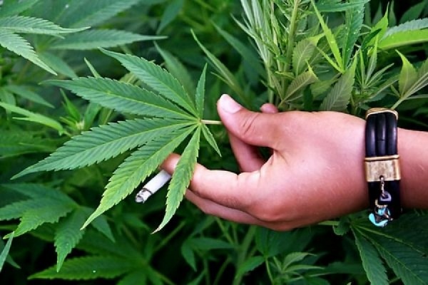Президент Уругвая подписал закон о легализации марихуаны - Фото 1