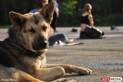 Екатеринбуржцы смогут принять участие в благотворительной прогулке с бездомными собаками