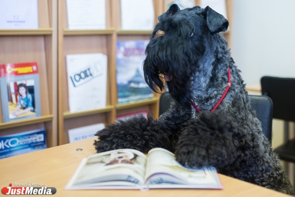 В местной библиотеке собака читает книги вместе с детьми и взрослыми - Фото 1