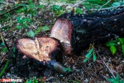 В Екатеринбурге суд приговорил черных лесорубов к условному сроку и конфисковал их бензопилы