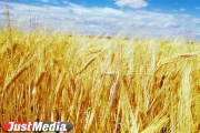 Сев зерновых завершили более ста свердловских сельских хозяйств