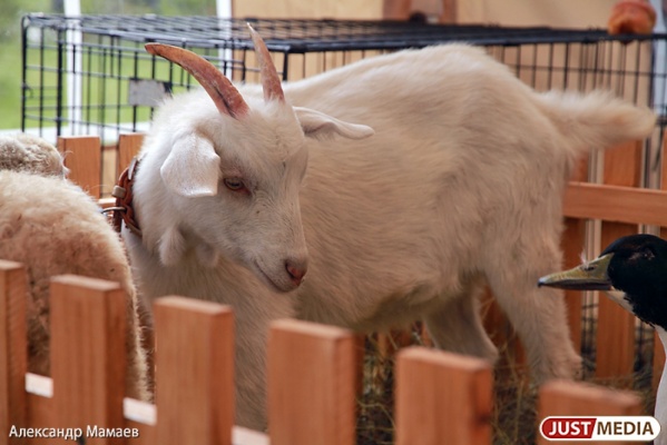 Россельхознадзор запретил поставку козьего молока и овечьей шерсти из Казахстана - Фото 1