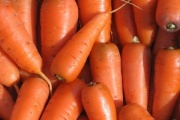 В Свердловской области ожидается крайне низкий урожай моркови 