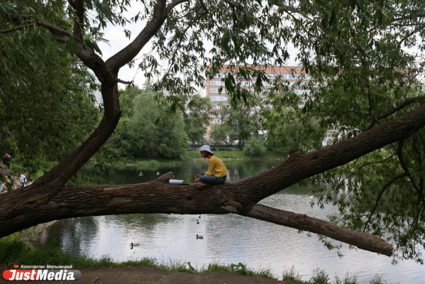 Мэрия предложила екатеринбуржцам выбрать деревья для нового парка у Дворца молодежи - Фото 1