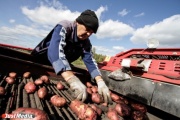  Свердловские фермеры готовятся нести убытки из-за нехватки складов