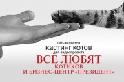 В Екатеринбурге около десятка котов станут участниками реалити-шоу