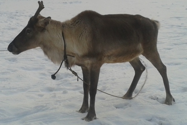 В Свердловской области из частной конюшни украли северного оленя - Фото 1